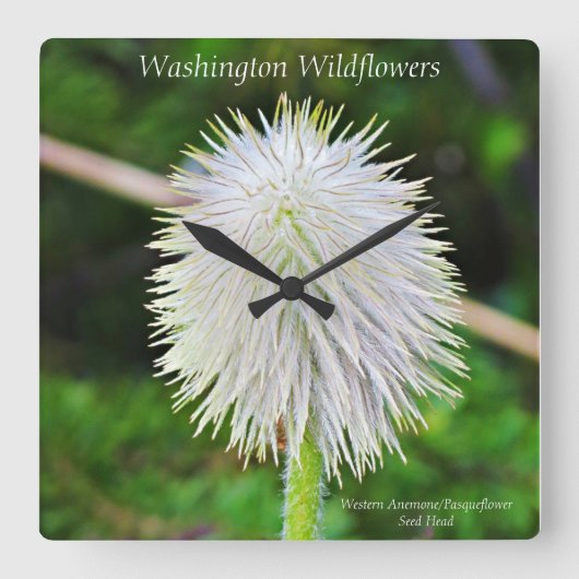 Washington Wilde Pasqueflower White Seed Head Vierkante Klok (Voorkant)