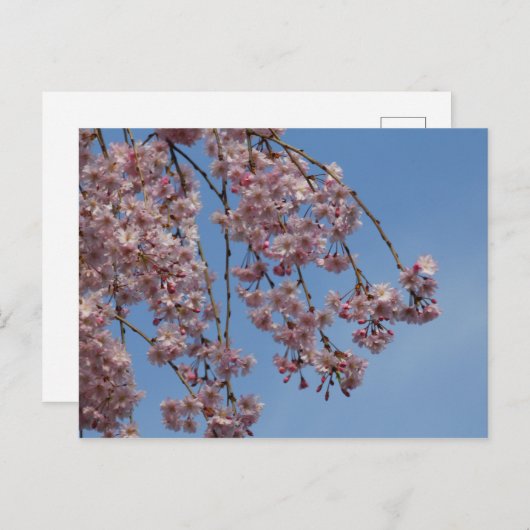 Waskers Briefkaart (Voorkant / Achterkant)