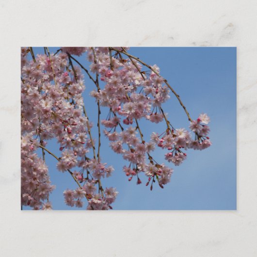 Waskers Briefkaart (Voorkant)