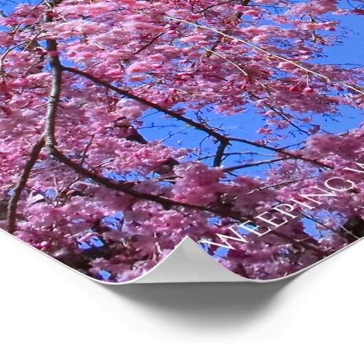 Waskers: Yaebenishidare Poster (Hoek)