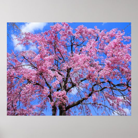 Waskers: Yaebenishidare Poster (Voorkant)