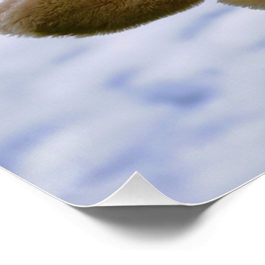 Waslijn met Funny beer die hangt te drogen. Perfect Poster (Hoek)