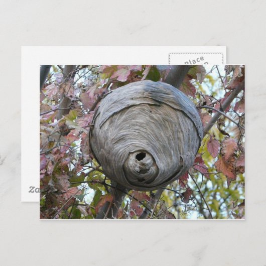 wasnest briefkaart (Voorkant / Achterkant)