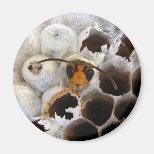 Wasp afkomstig van nestmagneet magneet (Voorkant)