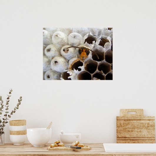 Wasp afkomstig van nestPoster Poster (Keuken)