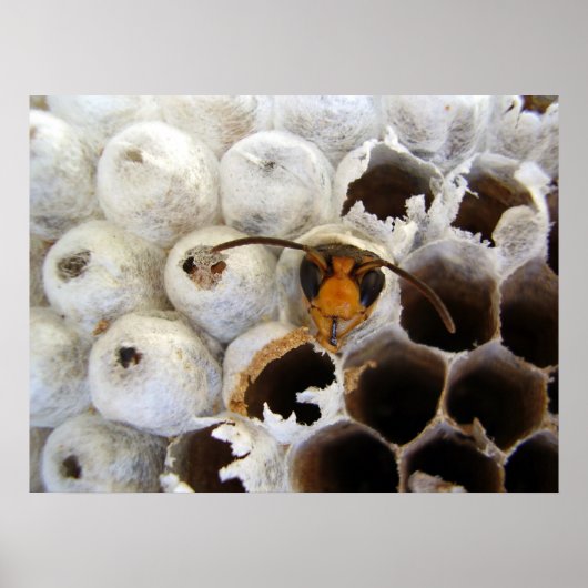 Wasp afkomstig van nestPoster Poster (Voorkant)