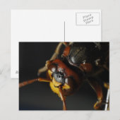 Wasp Briefkaart (Voorkant / Achterkant)