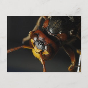 Wasp Briefkaart