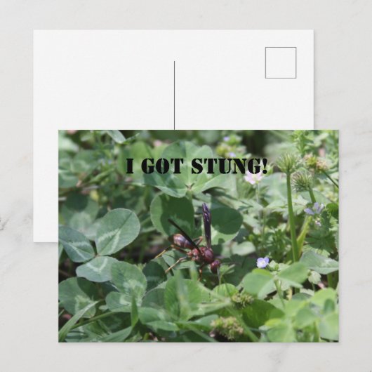 Wasp Briefkaart (Voorkant / Achterkant)