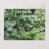 Wasp Briefkaart (Voorkant)