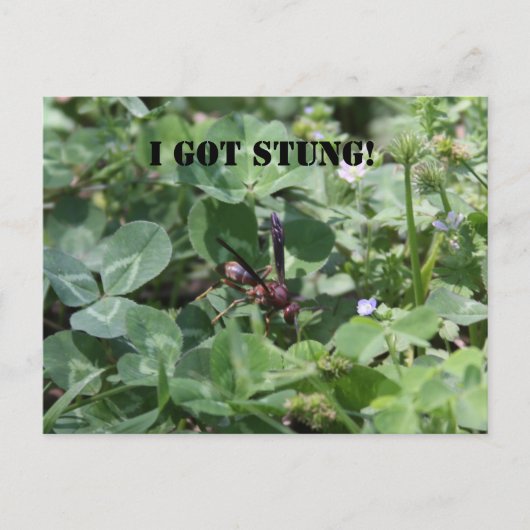 Wasp Briefkaart (Voorkant)