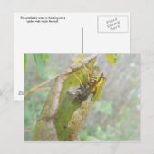 Wasp Checking Spider Web Briefkaart (Voorkant / Achterkant)