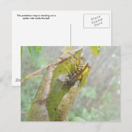 Wasp Checking Spider Web Briefkaart (Voorkant / Achterkant)