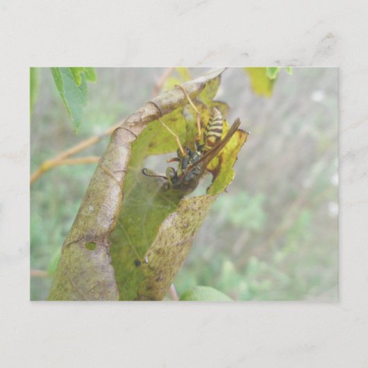 Wasp Checking Spider Web Briefkaart (Voorkant)