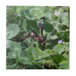 Wasp-keramische Tegel Tegeltje