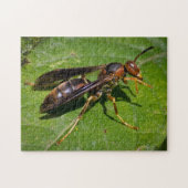 Wasp Legpuzzel (Horizontaal)