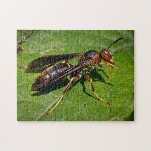 Wasp Legpuzzel (Horizontaal)