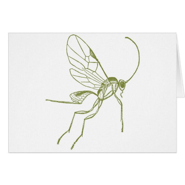 Wasp, Meteorus Hyphantria (Voorkant Horizontaal)