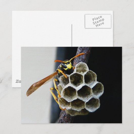 Wasp Nest en Worker Briefkaart (Voorkant / Achterkant)