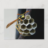 Wasp Nest en Worker Briefkaart (Voorkant)