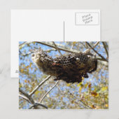 Wasp Nest. Yikes! Briefkaart (Voorkant / Achterkant)