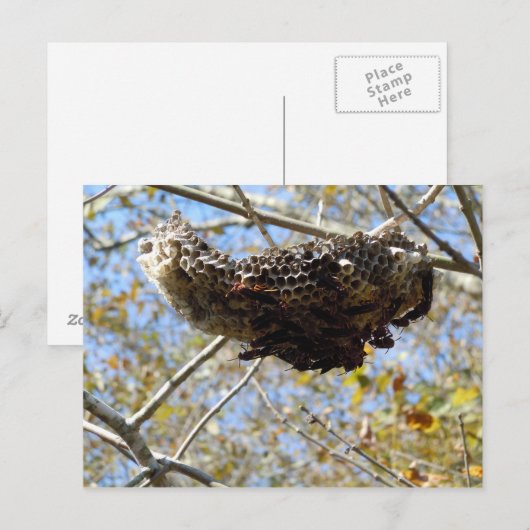 Wasp Nest. Yikes! Briefkaart (Voorkant / Achterkant)