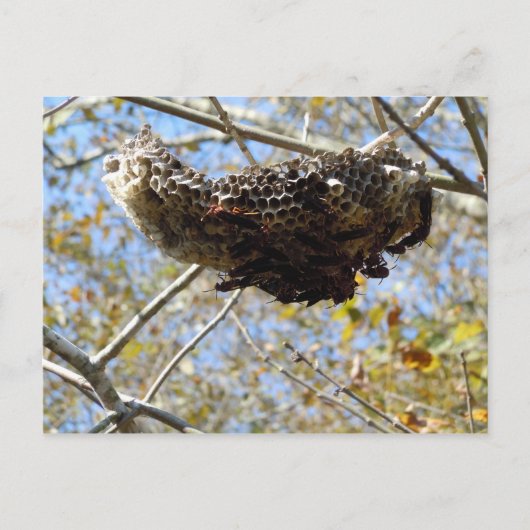 Wasp Nest. Yikes! Briefkaart (Voorkant)