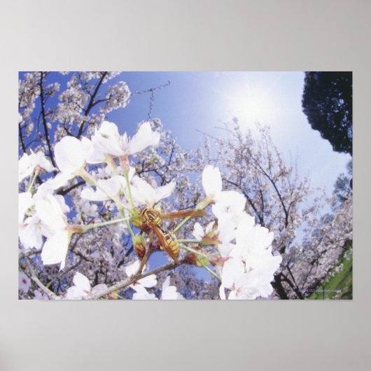 Wasp op Cherry Blossom, close-up Poster (Voorkant)