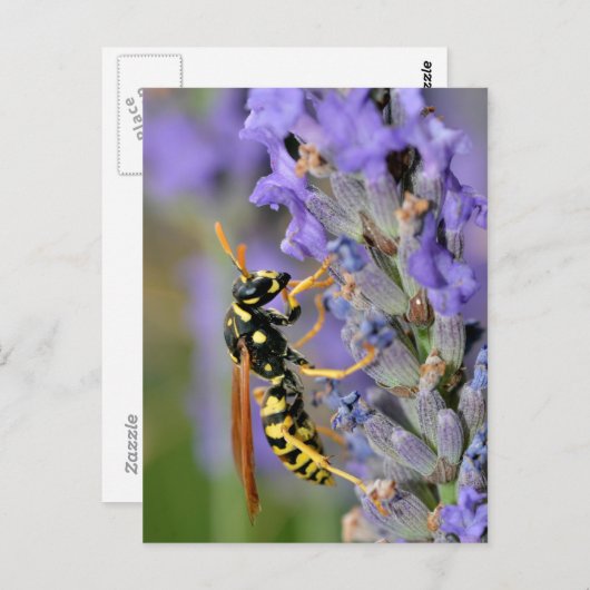 Wasp op lavendel briefkaart (Voorkant / Achterkant)