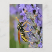 Wasp op lavendel briefkaart (Voorkant)