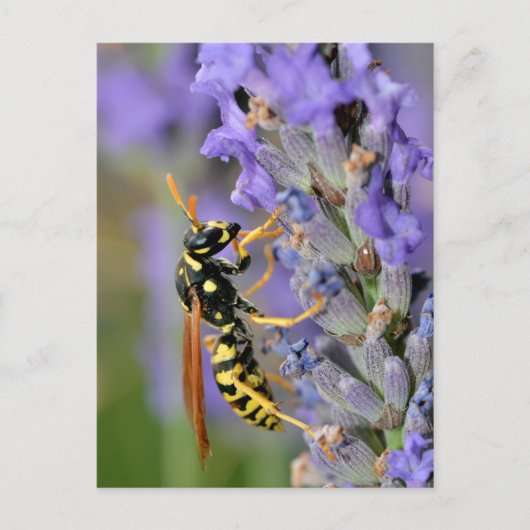 Wasp op lavendel briefkaart (Voorkant)