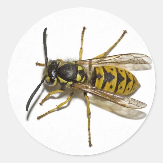 Wasp Ronde Sticker (Voorkant)