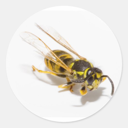 Wasp Ronde Sticker (Voorkant)