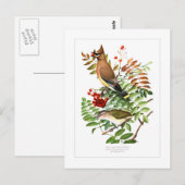 Wassen en Vireo Briefkaart (Voorkant / Achterkant)