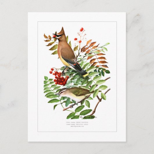 Wassen en Vireo Briefkaart (Voorkant)