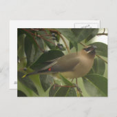 Wassen met Berry Briefkaart (Voorkant / Achterkant)