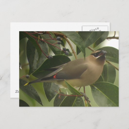 Wassen met Berry Briefkaart (Voorkant / Achterkant)