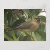 Wassen met Berry Briefkaart (Voorkant)