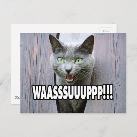 WASSUP - Kattenthema Briefkaart (Voorkant / Achterkant)