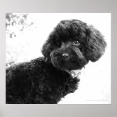 Wat? / Black Speelgoed Poodle in B&W Print (Voorkant)