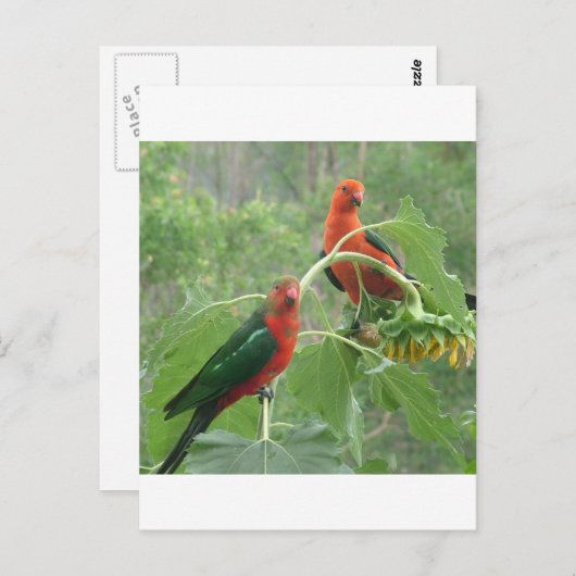 Wat? Briefkaart (Voorkant / Achterkant)