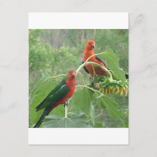 Wat? Briefkaart (Voorkant)