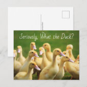 Wat de Duck Cute Ducklings Briefkaart (Voorkant / Achterkant)