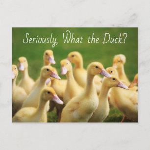 Wat de Duck Cute Ducklings Briefkaart