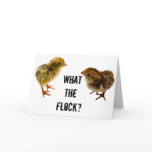 Wat de kudde?, Baby Quail Chick