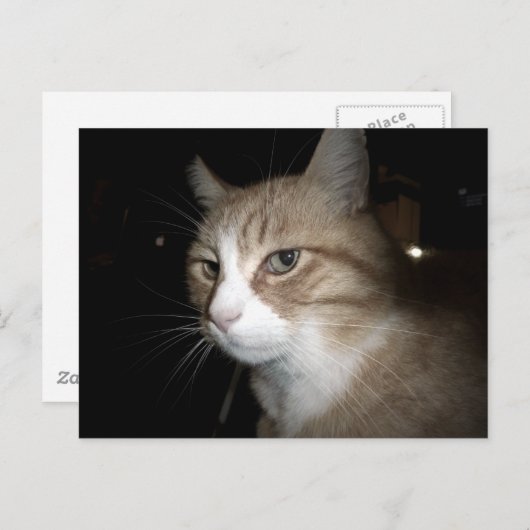 Wat denkt hij? briefkaart (Voorkant / Achterkant)