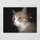 Wat denkt hij? briefkaart (Voorkant)