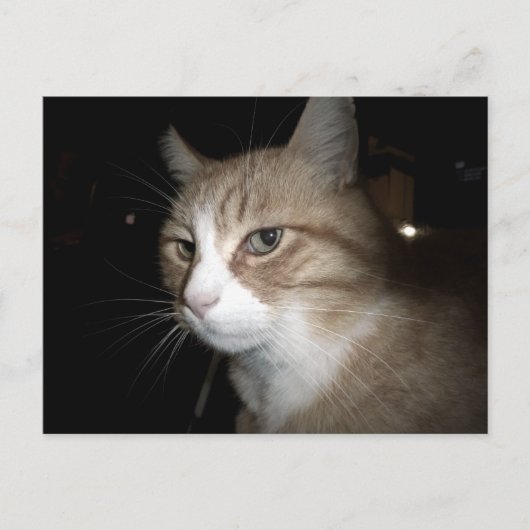 Wat denkt hij? briefkaart (Voorkant)