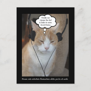 Wat doen huiskatten de hele dag? briefkaart