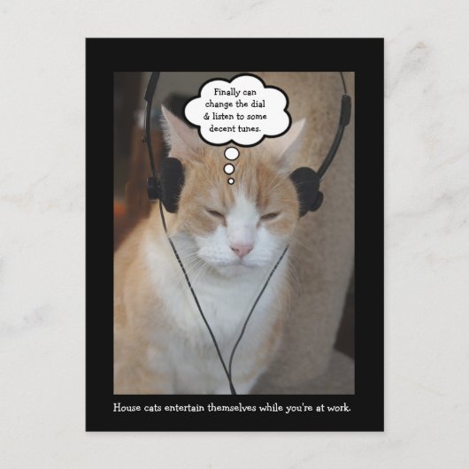 Wat doen huiskatten de hele dag? briefkaart (Voorkant)